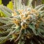green mango kush CBD Feminized Marijuana Strain by Sumo Seeds For Sale Online at Cannabis Seeds Outlet