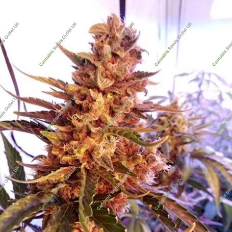 Berries Cheese 11 CBD Feminized Marijuana Strain by Sumo Seeds For Sale Online at Cannabis Seeds Outlet