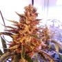 Berries Cheese 11 CBD Feminized Marijuana Strain by Sumo Seeds For Sale Online at Cannabis Seeds Outlet