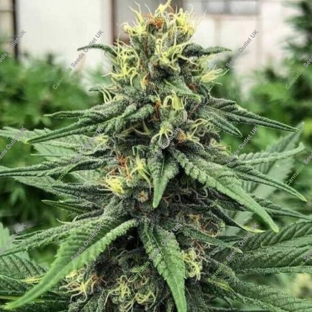 Full Auto AK CBD Feminized Marijuana Strain by Sumo Seeds For Sale Online at Cannabis Seeds Outlet