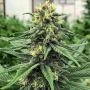 Full Auto AK CBD Feminized Marijuana Strain by Sumo Seeds For Sale Online at Cannabis Seeds Outlet