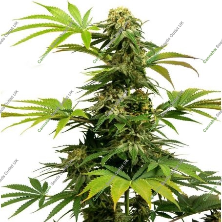 Harlequin 0318 CBD Feminized Marijuana Strain by Sumo Seeds For Sale Online at Cannabis Seeds Outlet