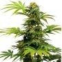 Harlequin 0318 CBD Feminized Marijuana Strain by Sumo Seeds For Sale Online at Cannabis Seeds Outlet