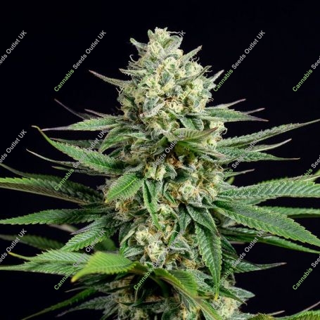 OG Kush 11 CBD Feminized Marijuana Strain by Sumo Seeds For Sale Online at Cannabis Seeds Outlet