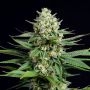 OG Kush 11 CBD Feminized Marijuana Strain by Sumo Seeds For Sale Online at Cannabis Seeds Outlet