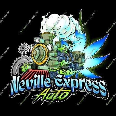 Neville Express Auto Feminized Marijuana Strain by Sumo Seeds For Sale Online at Cannabis Seeds Outlet