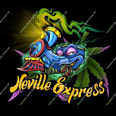 Neville Express Feminized Marijuana Strain by Sumo Seeds For Sale Online at Cannabis Seeds Outlet