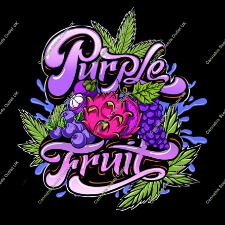 Purple Fruit Feminized Marijuana Strain by Sumo Seeds For Sale Online at Cannabis Seeds Outlet
