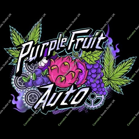 Purple Fruit Auto Feminized Marijuana Strain by Sumo Seeds For Sale Online at Cannabis Seeds Outlet