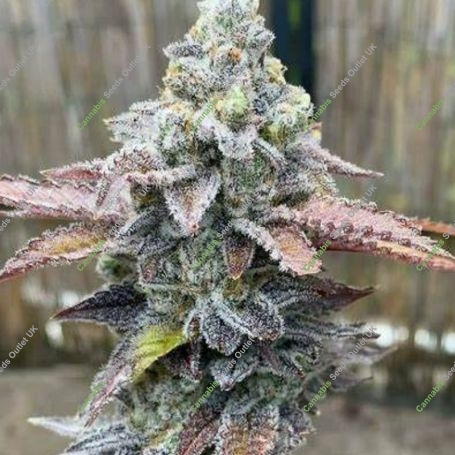 Blackberry Runtz Cake Auto Feminized Marijuana Strain by Purple Caper For Sale Online at Cannabis Seeds Outlet