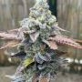 Blackberry Runtz Cake Auto Feminized Marijuana Strain by Purple Caper For Sale Online at Cannabis Seeds Outlet