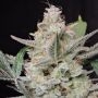 Fast Buds Strawberry Gorilla Auto Smoke Buds Weed Ganja Skunk Dope Pot Images Pics Nuggets