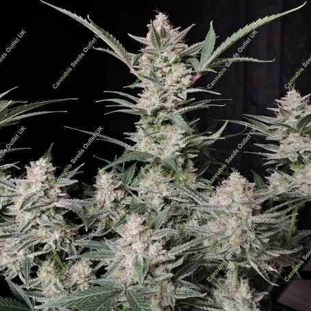 Strawberry Gorilla Auto Feminized Marijuana Strain by Fast Buds For Sale Online at Cannabis Seeds Outlet