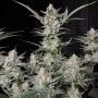 Strawberry Gorilla Auto Feminized Marijuana Strain by Fast Buds For Sale Online at Cannabis Seeds Outlet