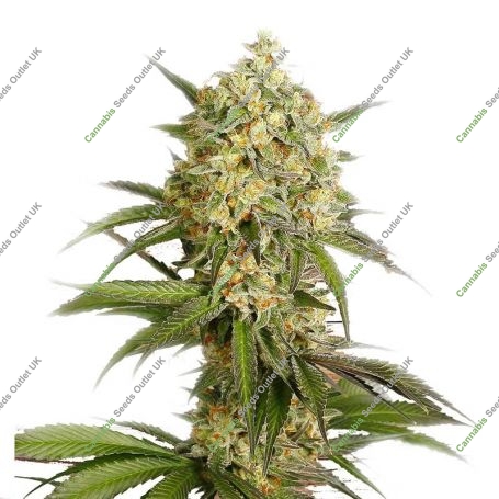 Lemon Diesel Feminized Marijuana Strain by Our Own Weed Breeders For Sale Online at Cannabis Seeds Outlet