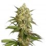 Lemon Diesel Feminized Marijuana Strain by Our Own Weed Breeders For Sale Online at Cannabis Seeds Outlet