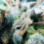 Humboldt Seed Organisation Florida Gaspack Smoke Buds Weed Ganja Skunk Dope Pot Images Pics Nuggets