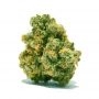 Humboldt Seed Organisation Lemon Citron Smoke Buds Weed Ganja Skunk Dope Pot Images Pics Nuggets