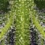Crypto Cake Feminized by Penthouse Seeds THC Content Potency Strength CBD Height Yield Flowering Time Indica Sativa Genetics