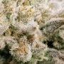 Royal Runtz Auto Feminized by Royal Queen Seeds THC Content Potency Strength CBD Height Yield Flowering Time Indica Sativa Genet