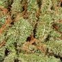 Cannabis Seeds Outlet Lemon Diesel Smoke Buds Weed Ganja Skunk Dope Pot Images Pics Nuggets