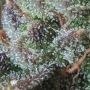 Zkittles Auto Feminized by Spliff Seeds THC Content Potency Strength CBD Height Yield Flowering Time Indica Sativa Genetics