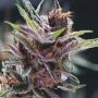 TasteBudz Cherry Cheesecake Auto Smoke Buds Weed Ganja Skunk Dope Pot Images Pics Nuggets