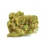 World of Seeds Amnesia Fast V Smoke Buds Weed Ganja Skunk Dope Pot Images Pics Nuggets