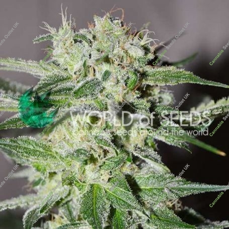 Pakistan Valley Fast V Feminized Marijuana Strain by World of Seeds For Sale Online at Cannabis Seeds Outlet