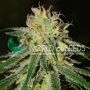 Amnesia Fast V Feminized Marijuana Strain by World of Seeds For Sale Online at Cannabis Seeds Outlet
