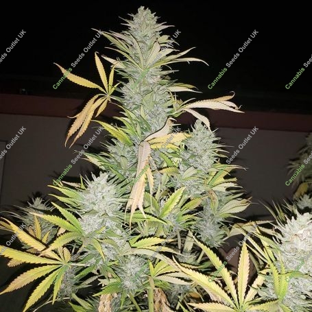 Gorilla Gas Auto Feminized Marijuana Strain by TasteBudz For Sale Online at Cannabis Seeds Outlet