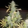 Gorilla Gas Auto Feminized Marijuana Strain by TasteBudz For Sale Online at Cannabis Seeds Outlet