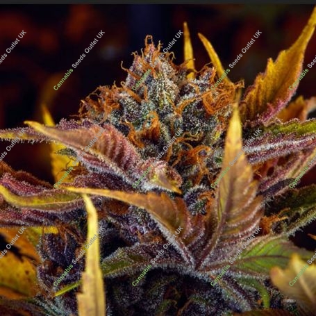 Forbidden Fruitz Auto Feminized Marijuana Strain by TasteBudz For Sale Online at Cannabis Seeds Outlet