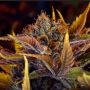 Forbidden Fruitz Auto Feminized Marijuana Strain by TasteBudz For Sale Online at Cannabis Seeds Outlet