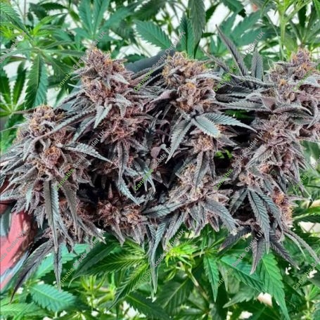 Cherry Cheesecake Auto Feminized Marijuana Strain by TasteBudz For Sale Online at Cannabis Seeds Outlet
