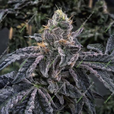 Biscotti 33 Auto Feminized Marijuana Strain by TasteBudz For Sale Online at Cannabis Seeds Outlet
