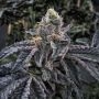 Biscotti 33 Auto Feminized Marijuana Strain by TasteBudz For Sale Online at Cannabis Seeds Outlet