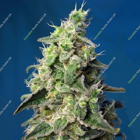 Tropicanna Poison XL Auto Feminized Marijuana Strain by Sweet Seeds For Sale Online at Cannabis Seeds Outlet