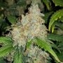 Sweet Zenzation XL Auto Feminized Marijuana Strain by Sweet Seeds For Sale Online at Cannabis Seeds Outlet