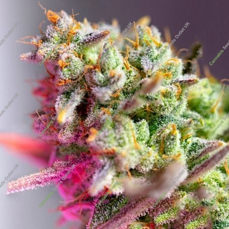 Mimosa XL Auto Feminized Marijuana Strain by Sweet Seeds For Sale Online at Cannabis Seeds Outlet
