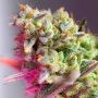 Mimosa XL Auto Feminized Marijuana Strain by Sweet Seeds For Sale Online at Cannabis Seeds Outlet