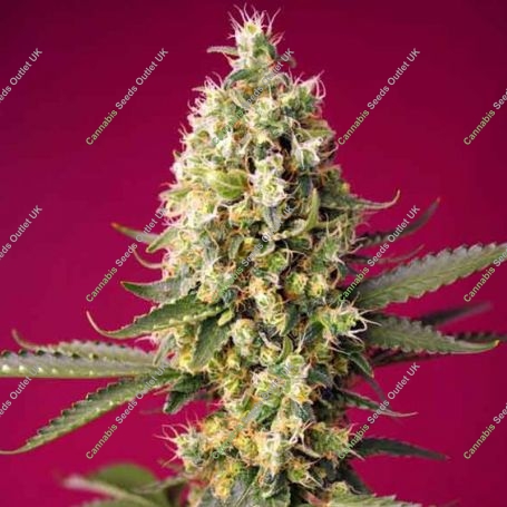 Skywalker OG Runtz XL Auto Feminized Marijuana Strain by Sweet Seeds For Sale Online at Cannabis Seeds Outlet