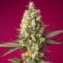 Skywalker OG Runtz XL Auto Feminized Marijuana Strain by Sweet Seeds For Sale Online at Cannabis Seeds Outlet