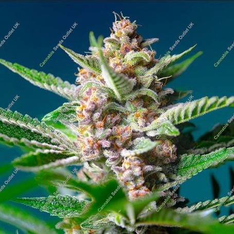 Purple Punch OG XL Auto Feminized Marijuana Strain by Sweet Seeds For Sale Online at Cannabis Seeds Outlet