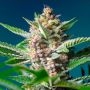 Purple Punch OG XL Auto Feminized Marijuana Strain by Sweet Seeds For Sale Online at Cannabis Seeds Outlet
