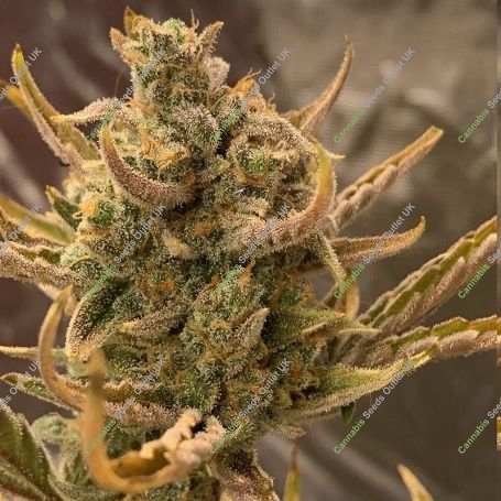 Gorilla Sherbet Fast V Feminized Marijuana Strain by Sweet Seeds For Sale Online at Cannabis Seeds Outlet