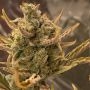 Gorilla Sherbet Fast V Feminized Marijuana Strain by Sweet Seeds For Sale Online at Cannabis Seeds Outlet