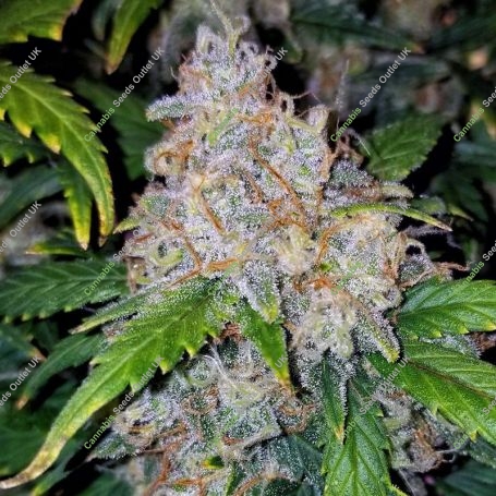 Zkittles Auto Feminized Marijuana Strain by Spliff Seeds For Sale Online at Cannabis Seeds Outlet