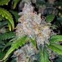 Zkittles Auto Feminized Marijuana Strain by Spliff Seeds For Sale Online at Cannabis Seeds Outlet