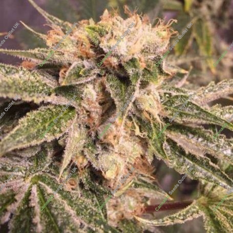 Zkittles Feminized Marijuana Strain by Spliff Seeds For Sale Online at Cannabis Seeds Outlet